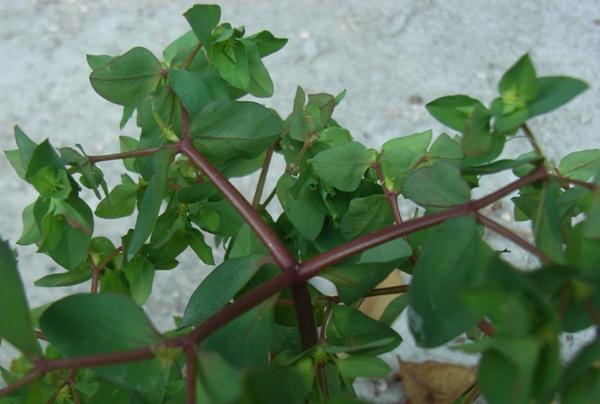 Euphorbia peplus